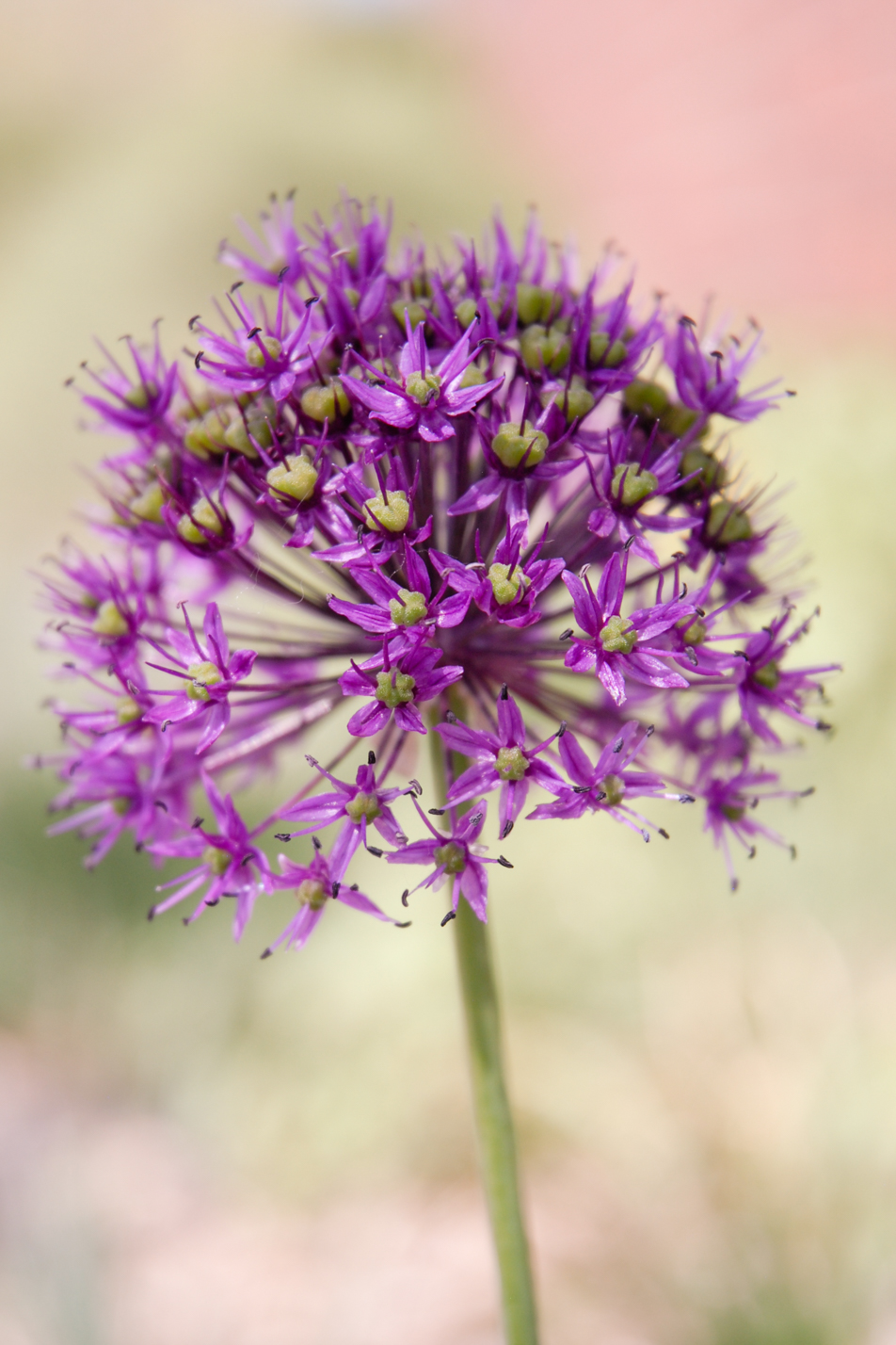 Purple Sensation Allium